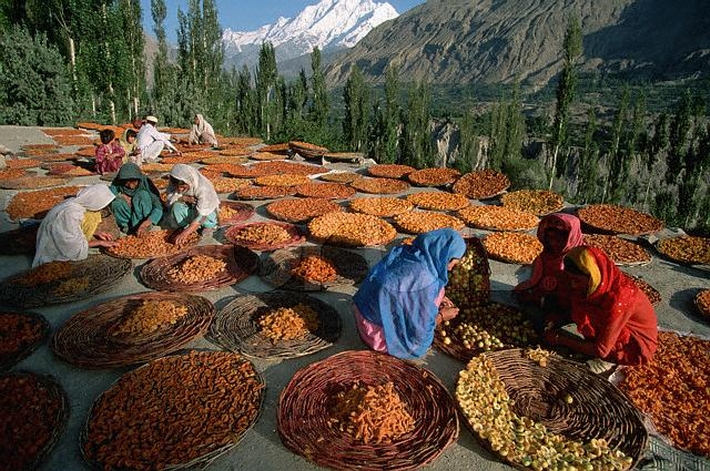 Hunza Apricots.